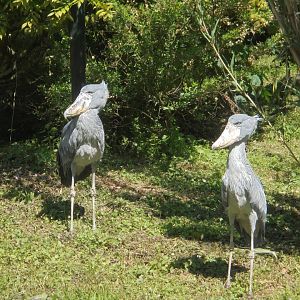 Shoebill storks