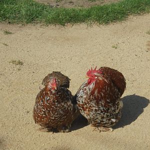 Belgian(?) bantams in children's farm