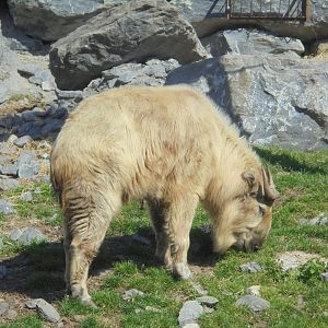 Golden takin male.