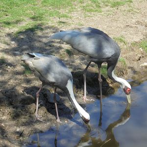 White-naped cranes