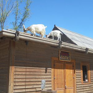 goats mowing rooftop grass