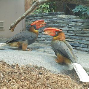 Rufous(?) hornbill pair