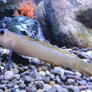 Blackeye Goby