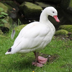 Coscoroba swan (Coscoroba coscoroba)