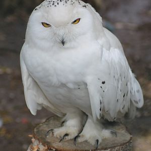 Snowy owl (Bubo scandiacus)