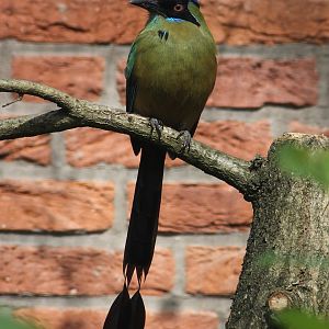 Blue-crowned motmot (Momotus coeruliceps)