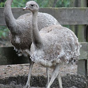 Darwin's rhea (Rhea pennata)