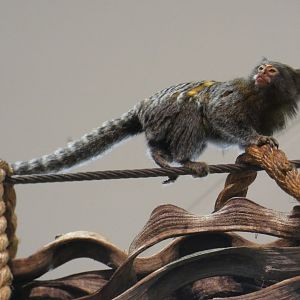 Hybrid Marmoset