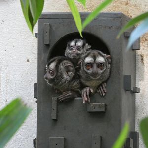 Grey-legged Douroucouli family