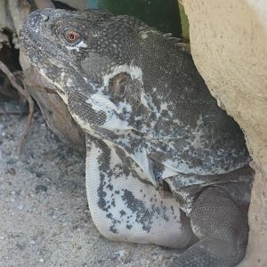 Guatemalan Spiny-tailed Iguana