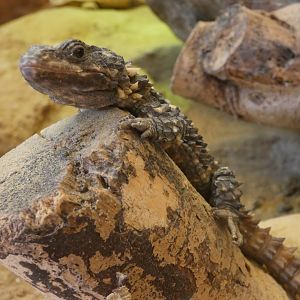 Zoutpansberg Girdled Lizard