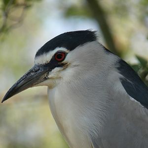 Black-crowned Night Heron