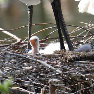 Eurasian Spoonbill chick