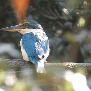 White-collared Kingfisher