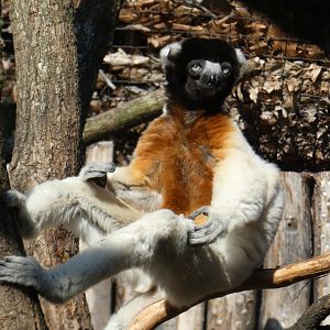 Crowned Sifaka