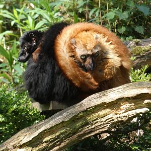 Blue-eyed Black Lemur