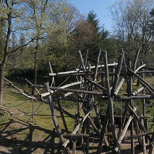 Panorama of Bonobo enclosure