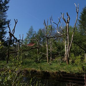 Northern Talapoin island