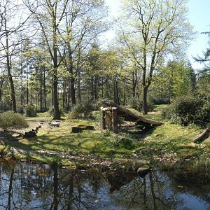 Gorilla enclosure panorama
