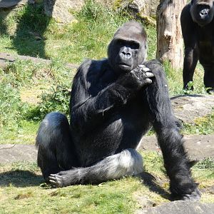 'BaoBao' the new male Western Lowland Gorilla
