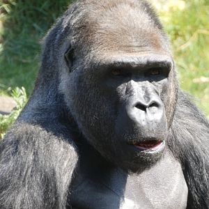 'BaoBao' the new male Western Lowland Gorilla