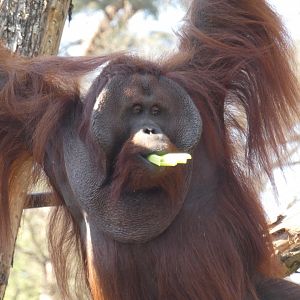 Bornean Orang-utan male