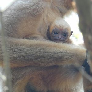 White-cheeked Gibbon baby