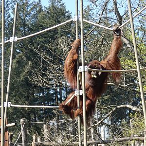 Male Orang-utan using enclosure height