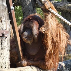 Wild-born Bornean Orang-utan male