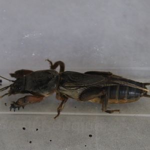 European mole cricket - Gryllotalpa gryllotalpa