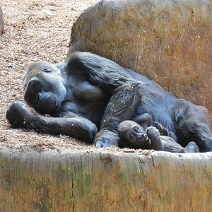 Western Lowland Gorilla