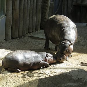 Pygmy Hippo