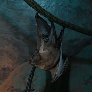 Straw-coloured Fruit Bat