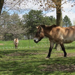 Przewalski Horse