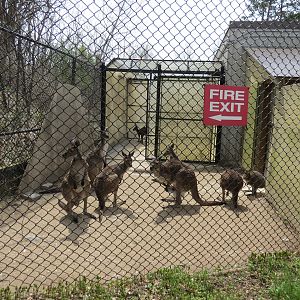 Kangaroo/Wallaby outdoor