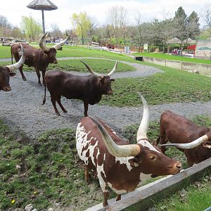Watusi