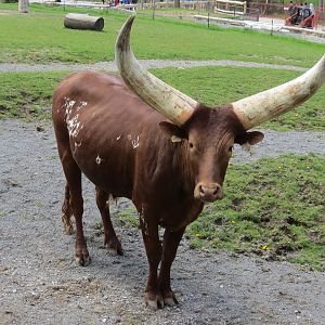 Watusi