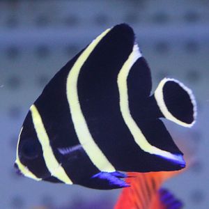 Young French angelfish - Pomacanthus paru
