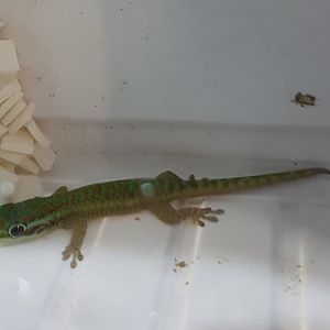 Phelsuma borbonica borbonica