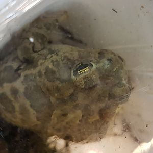 Great Plain toad - Bufo cognatus