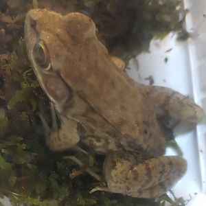 River frog - Rana ( Lithobates ) heckscheri