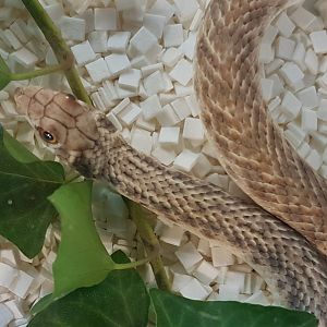 False cobra - Rhagerhis moilensis