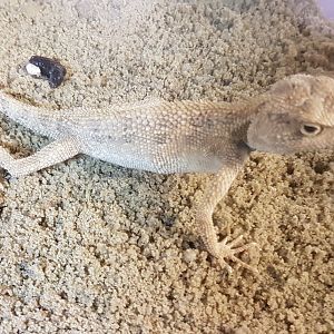 Bleu-throated agama - Agama savigny