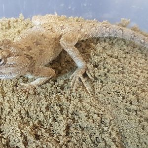 Bleu-throated agama - Agama savigny