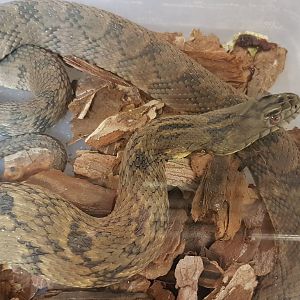 Water snake - Nerodia rhombifer