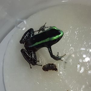 Phyllobates aurotaenia