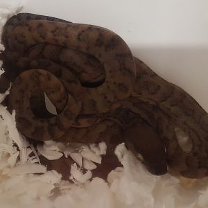 Puerto Rico boa - Epicrates inornatus
