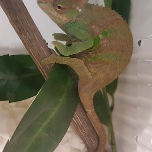 Böhmes dwarf chameleon - Kinyongia boehmei