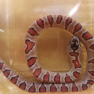 Lampropeltis mexicana