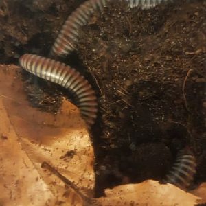 Tonkinbolus dollfusi